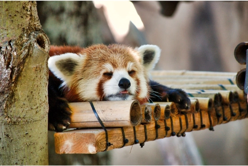 逛動物園讓動物們治癒身心靈