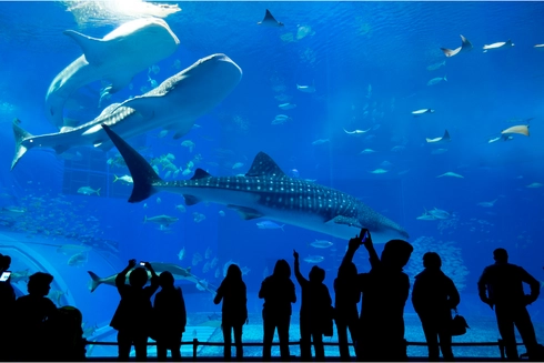 在水族館感受神秘氛圍